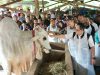 Tinjau Hewan Kurban di Lamongan, Pj. Gubernur Adhy Pastikan Jawa Timur Siap Sambut Hari Raya Idul Adha