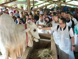 Tinjau Hewan Kurban di Lamongan, Pj. Gubernur Adhy Pastikan Jawa Timur Siap Sambut Hari Raya Idul Adha